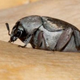 Illustration for article titled Beetles go on egg-stacking offensive against parasitic wasps